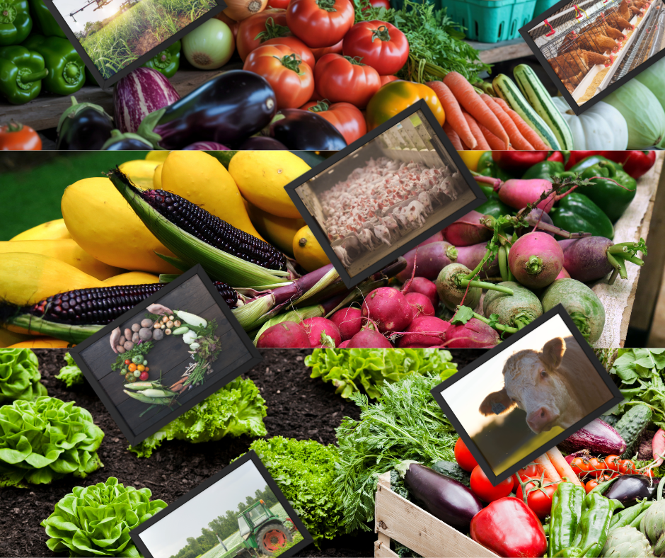 red and white vintage newspaper rome travel poster (3)