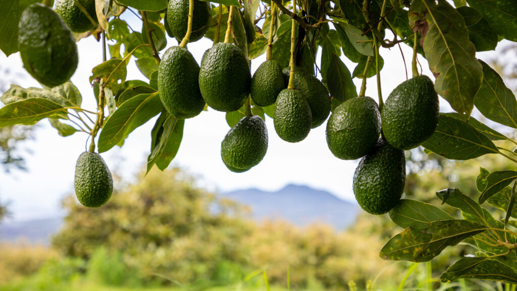 group,of,avocados,hanging,on,a,tree
