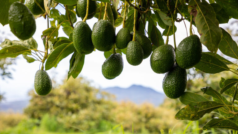 group,of,avocados,hanging,on,a,tree