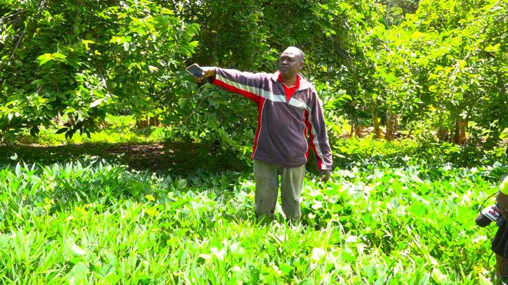 Former Truck Driver Builds Thriving Business Through Custard Apple Farming 00021.00 01 10 10.still004