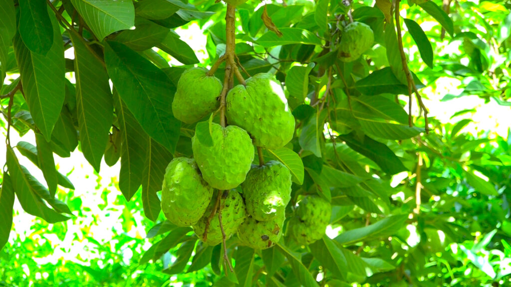 Former Truck Driver Builds Thriving Business Through Custard Apple Farming 00021.00 01 27 18.still001