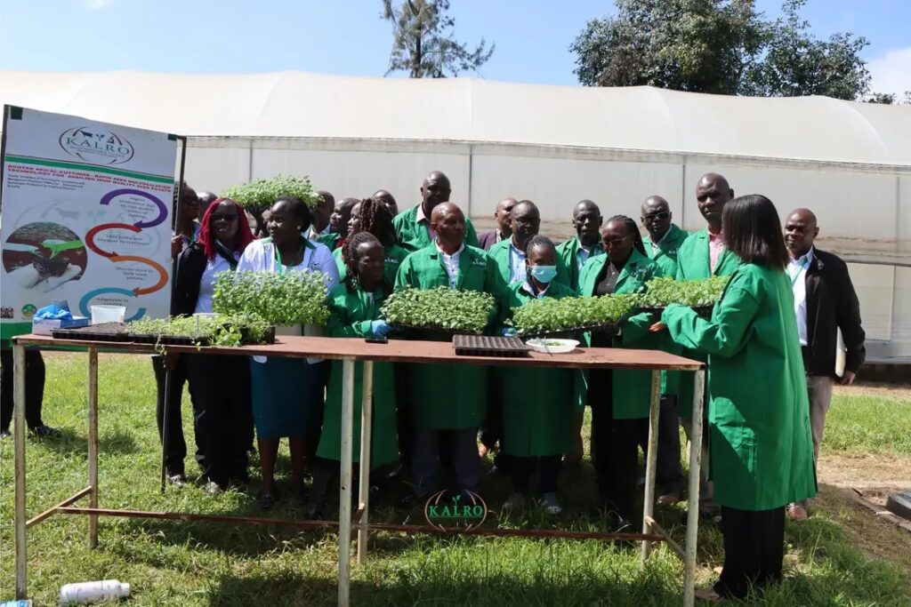 How Rooted Apical Cuttings Are Helping Kenyan Farmers Overcome Potato Seed Shortages 1779306138263