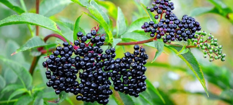 elderberries