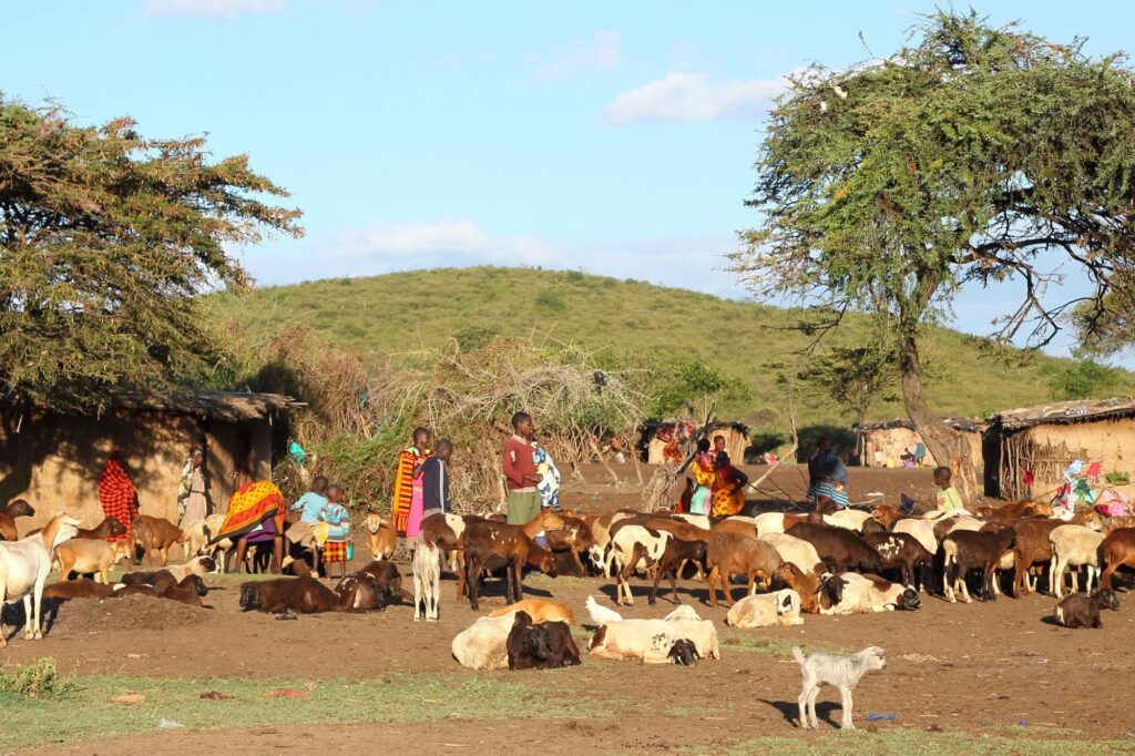 masai live stock kenya
