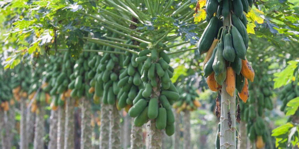 pawpaw nutrition