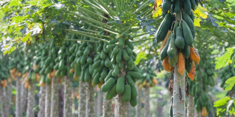 pawpaw nutrition