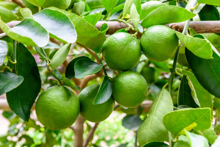 Home health benefits lime